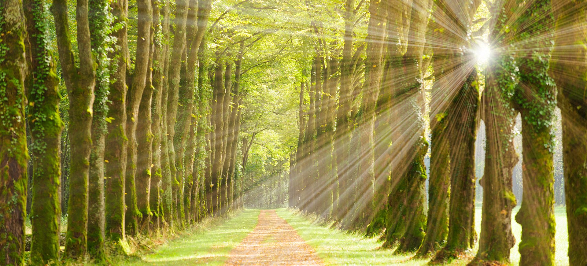 Bright woods path